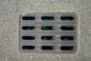 Nahaufnahme eines eckigen Gullideckels aus grauem, verschmutztem Metall im Düsseldorfer Stadtzentrum. Auf der Oberfläche sind helle Rückstände alter Kaugummis zu sehen. Durch die schmalen Öffnungen wirkt der Raum darunter tiefschwarz. Aus dieser Dunkelheit wächst leuchtend grünes Moos empor. 