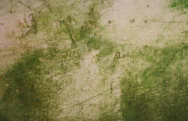 Nahaufnahme einer hellen Außenwand, die von Moos überwuchert ist. Risse im Putz bilden Strukturen, die sich mit den organischen Wachstumsbewegungen des Mooses überlagern.