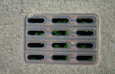 Nahaufnahme eines eckigen Gullideckels aus grauem, verschmutztem Metall im Düsseldorfer Stadtzentrum. Auf der Oberfläche sind helle Rückstände alter Kaugummis zu sehen. Durch die schmalen Öffnungen wirkt der Raum darunter tiefschwarz. Aus dieser Dunkelheit wächst leuchtend grünes Moos empor. 