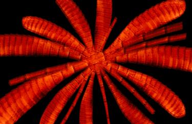 Die flammenrote Animation kreisförmig angeordneter Schmetterlingsfühler hebt sich von dem tiefschwarzen Bildhintergrund ab. Die Darstellung erinnert an eine Blume, deren leuchtend rotorangenen Blüten in pulsierende Bewegungen versetzt sind.